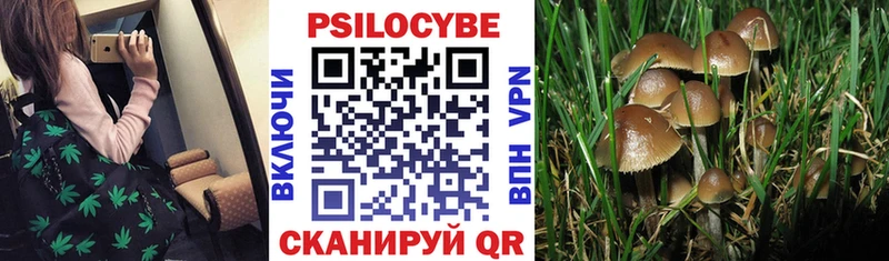Галлюциногенные грибы Psilocybine cubensis  Буй 